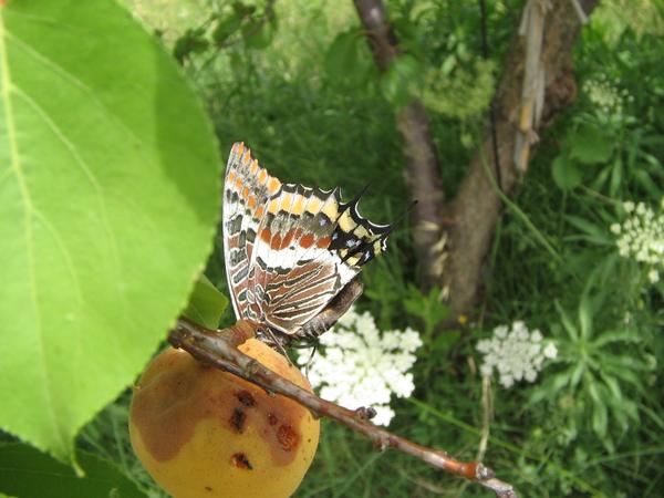 Splendida Charaxes jasus in Sardegna